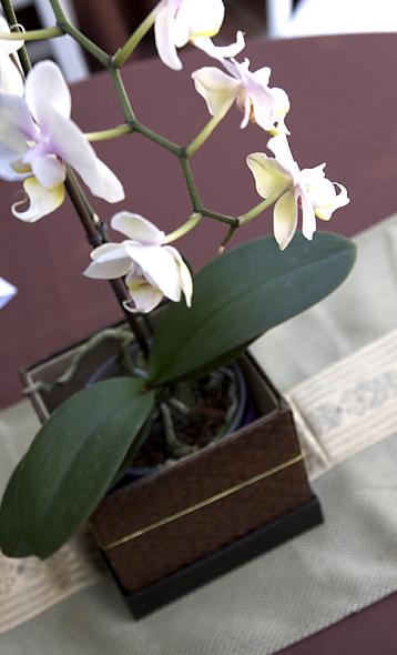 Orchid Inspiration :  wedding orchid centerpiece 3284.centerpiece.jpg.resize