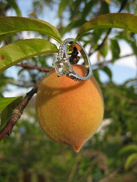 Miss Apple Cider's Ring