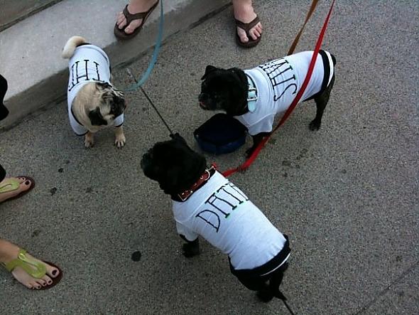 Our pugs dressed up for our engageme