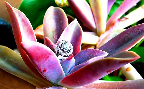 Engagement ring in succulents
