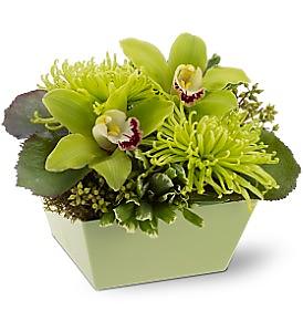 Green Mum and Orchid Centerpiece
