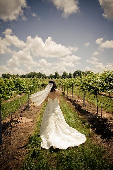 Vineyard Wedding
